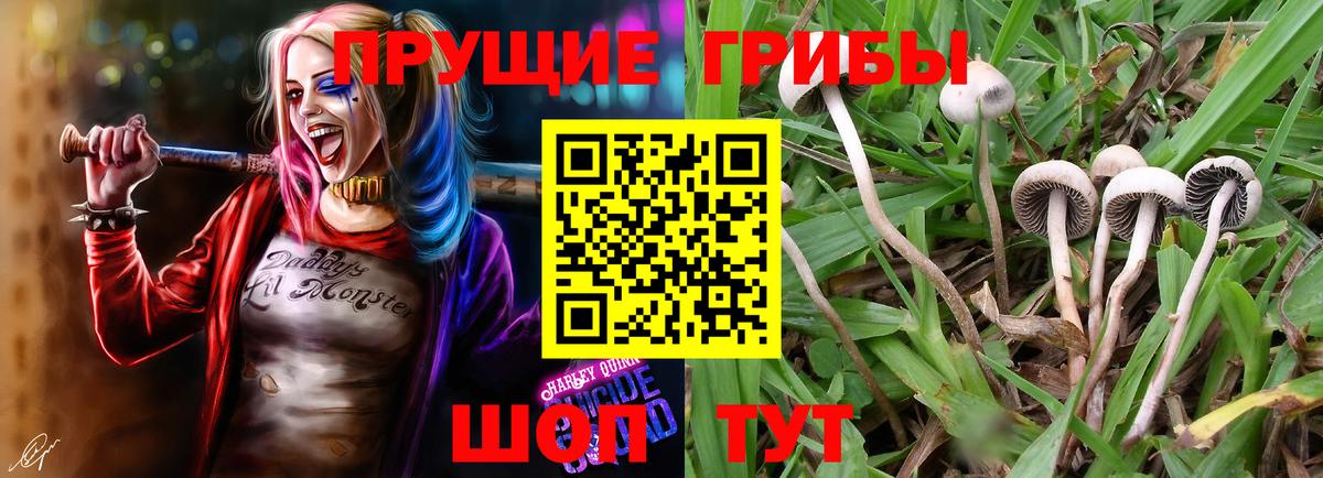 Псилоцибиновые грибы прущие грибы  Вход с VPN  как найти   Астрахань 